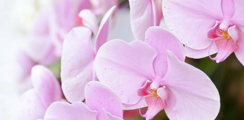 胡蝶蘭 幸せが飛んでくる という花言葉の縁起のよい花 開運 縁起物なび